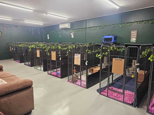 Rabbit relaxing in a boarding enclosure at Bree & Co, Melbourne