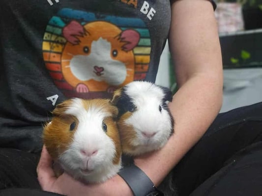 Guinea pig boarding at Bree & Co – spacious, cosy enclosures in Melbourne