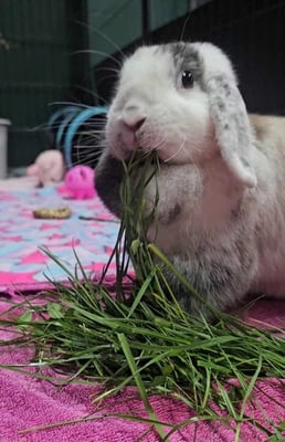 Happy bunny guest at Bree & Co rabbit boarding, Melbourne