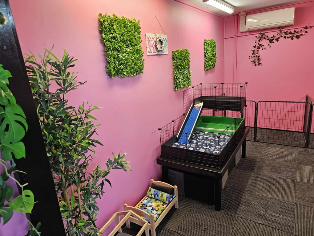 GUINEA PIG & RABBIT RETAIL STORE OPENING SOON!!! – Bree & Co | Rabbit ...