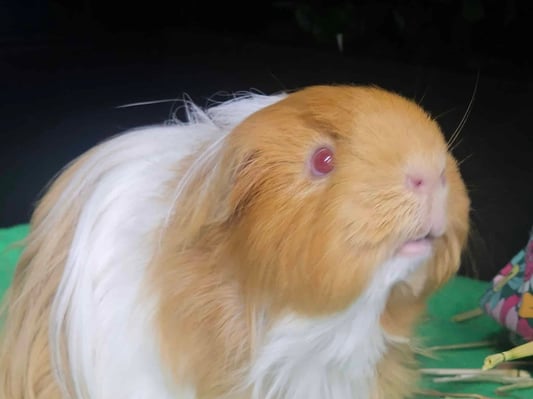 guinea-pig-enrichment-activities.jpg