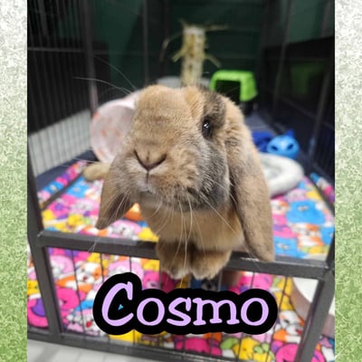 Rabbit boarding at Bree & Co – spacious, safe enclosures in Melbourne