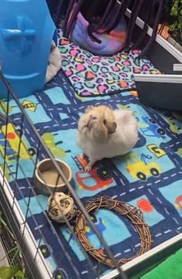 Happy guinea pig guest at Bree & Co guinea pig boarding, Melbourne