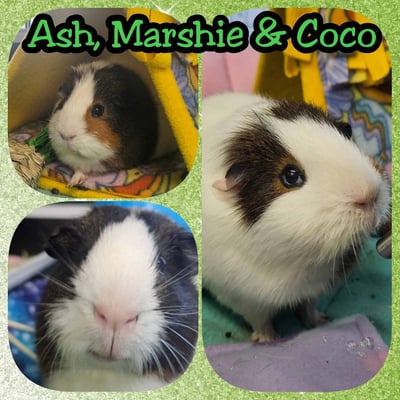 Guinea pig boarding at Bree & Co – spacious, cosy enclosures in Melbourne