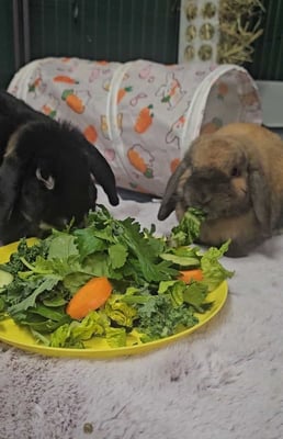 Rabbit enjoying their stay at Bree & Co small animal boarding, Melbourne
