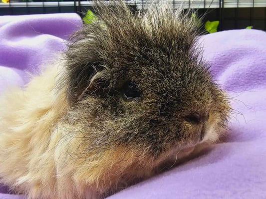 guinea-pig-boarding-fleece-liners.jpg