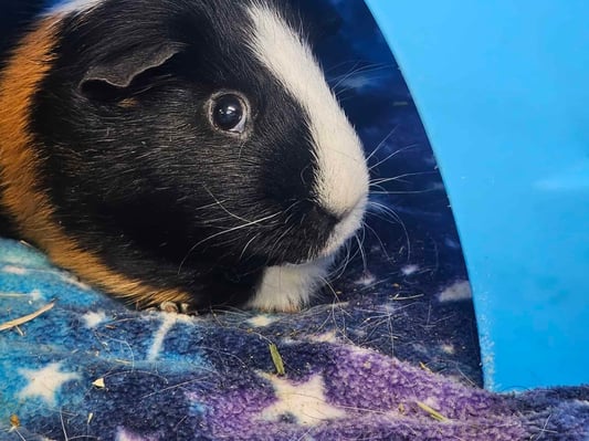 guinea-pig-holiday-stay.jpg