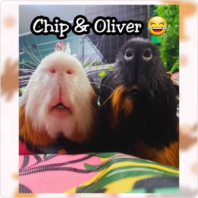 Guinea pigs relaxing in a boarding enclosure at Bree & Co, Melbourne
