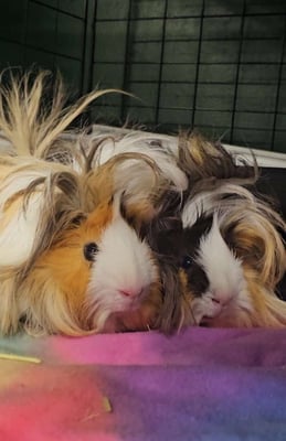 Boarding guinea pigs enjoying fresh hay and vegetables during their stay