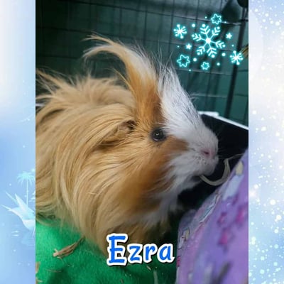 Guinea pig enjoying their stay at Bree & Co small animal boarding, Melbourne