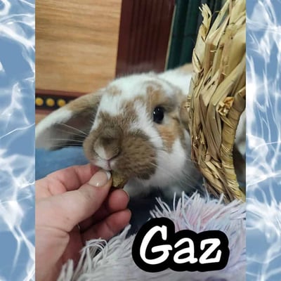 Rabbit enjoying their stay at Bree & Co small animal boarding, Melbourne