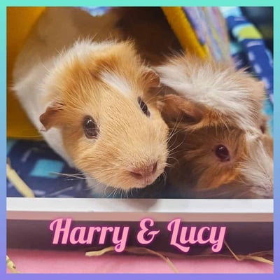Guinea pigs relaxing in a boarding enclosure at Bree & Co, Melbourne