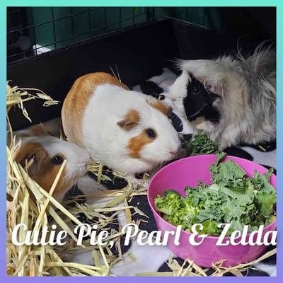 Happy guinea pig guest at Bree & Co guinea pig boarding, Melbourne