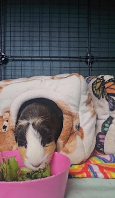 guinea-pig-boarding-fleece-bedding.jpg