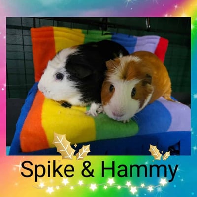 Guinea pigs relaxing in a boarding enclosure at Bree & Co, Melbourne
