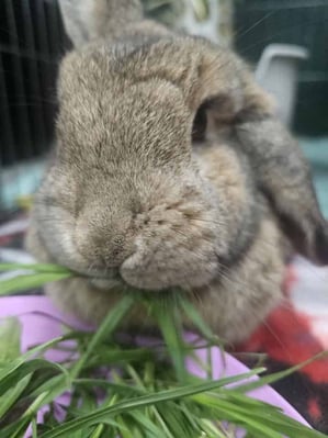 Rabbit enjoying their stay at Bree & Co small animal boarding, Melbourne