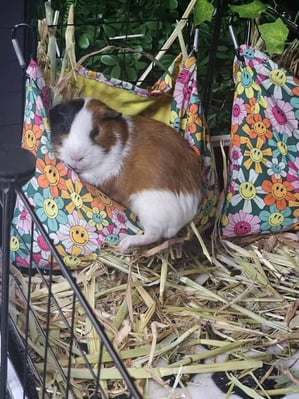 Guinea pig boarding at Bree & Co – spacious, cosy enclosures in Melbourne
