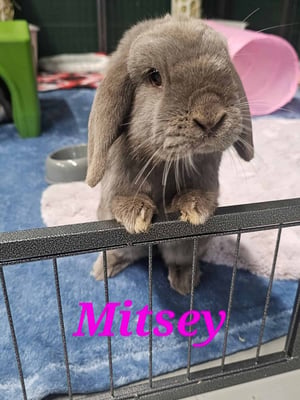 Rabbit enjoying their stay at Bree & Co small animal boarding, Melbourne
