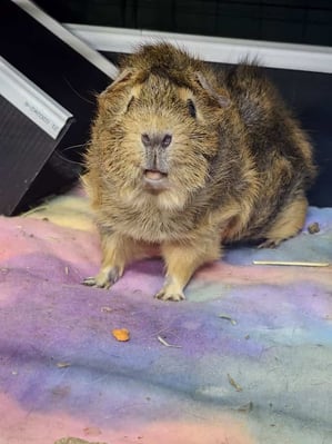 Happy guinea pig guest at Bree & Co guinea pig boarding, Melbourne
