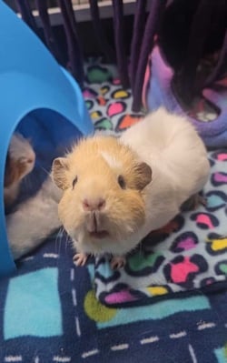 Guinea pig enjoying their stay at Bree & Co small animal boarding, Melbourne