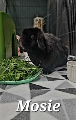 Rabbit boarding at Bree & Co – spacious, safe enclosures in Melbourne