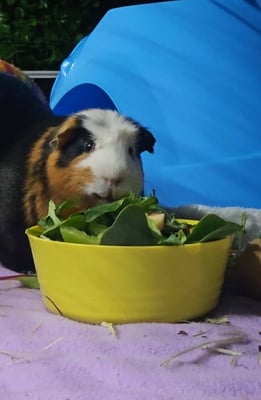 Happy guinea pig guest at Bree & Co guinea pig boarding, Melbourne
