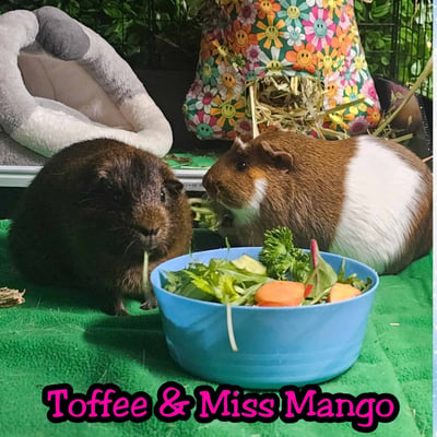 Guinea pig enjoying their stay at Bree & Co small animal boarding, Melbourne