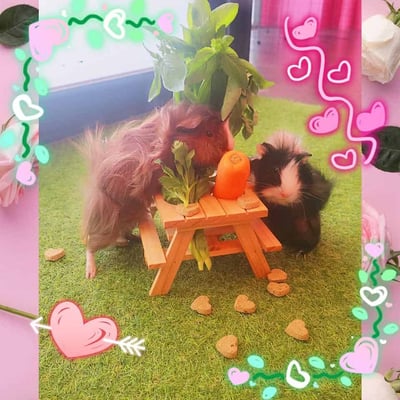 Guinea pig enjoying their stay at Bree & Co small animal boarding, Melbourne