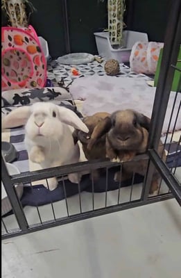 Rabbit relaxing in a boarding enclosure at Bree & Co, Melbourne