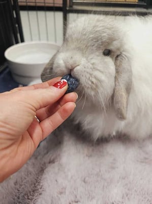 Rabbit enjoying their stay at Bree & Co small animal boarding, Melbourne