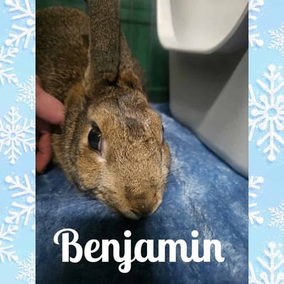 Rabbit relaxing in a boarding enclosure at Bree & Co, Melbourne