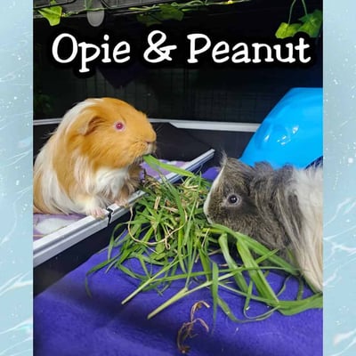 Guinea pig boarding at Bree & Co – spacious, cosy enclosures in Melbourne