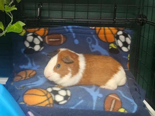 Guinea pig enjoying their stay at Bree & Co small animal boarding, Melbourne