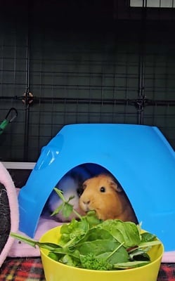 guinea-pig-boarding-guest-hiding.jpg