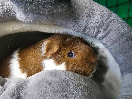 guinea-pig-boarding-routine.jpg