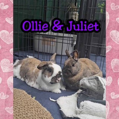 Rabbit enjoying their stay at Bree & Co small animal boarding, Melbourne