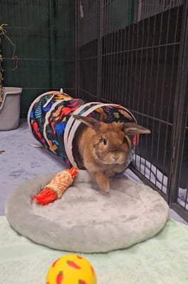 Rabbit relaxing in a boarding enclosure at Bree & Co, Melbourne