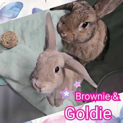 Rabbit enjoying their stay at Bree & Co small animal boarding, Melbourne