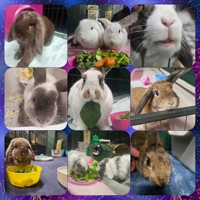 Rabbit boarding at Bree & Co – spacious, safe enclosures in Melbourne