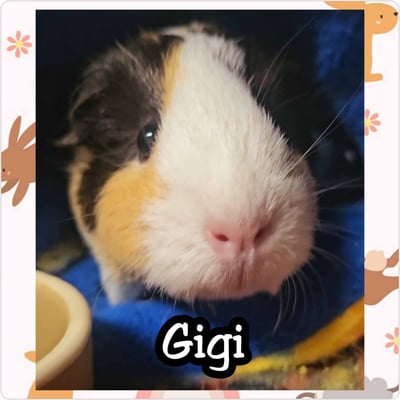 Guinea pig enjoying their stay at Bree & Co small animal boarding, Melbourne