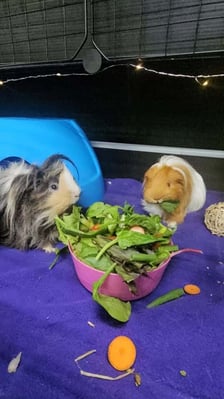 Guinea pigs relaxing in a boarding enclosure at Bree & Co, Melbourne