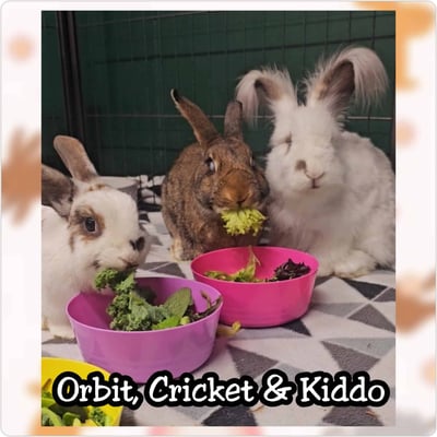 Rabbit enjoying their stay at Bree & Co small animal boarding, Melbourne