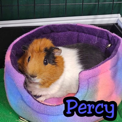 Guinea pig enjoying their stay at Bree & Co small animal boarding, Melbourne
