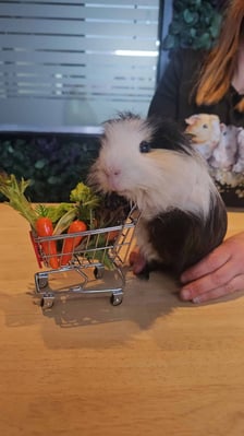Guinea pig enjoying their stay at Bree & Co small animal boarding, Melbourne