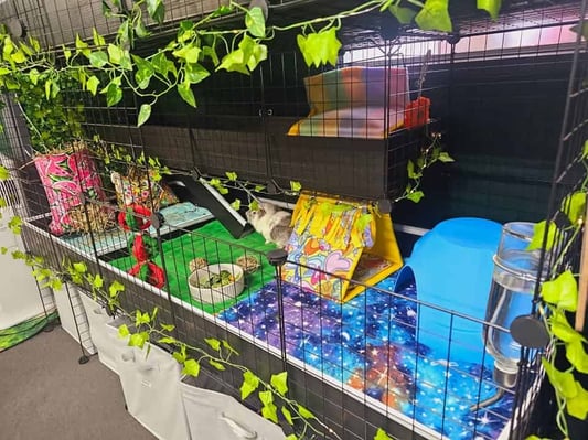 Guinea pig enjoying their stay at Bree & Co small animal boarding, Melbourne