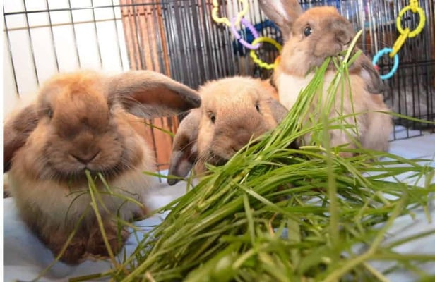 Happy bunny guest at Bree & Co rabbit boarding, Melbourne