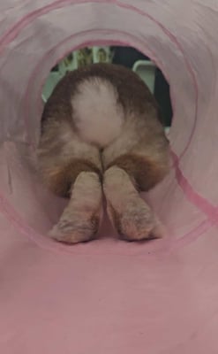 Rabbit enjoying their stay at Bree & Co small animal boarding, Melbourne
