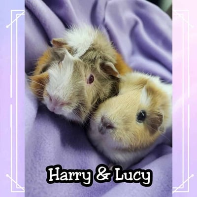 Guinea pig boarding at Bree & Co – spacious, cosy enclosures in Melbourne
