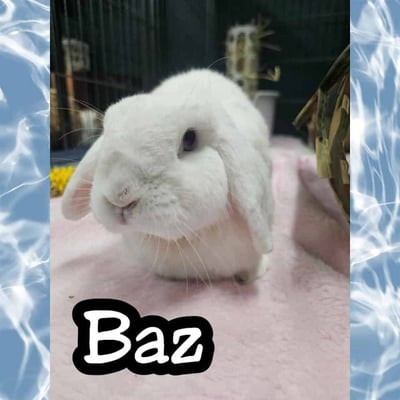 Rabbit boarding at Bree & Co – spacious, safe enclosures in Melbourne
