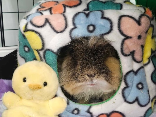 guinea-pig-boarding-hideaway.jpg